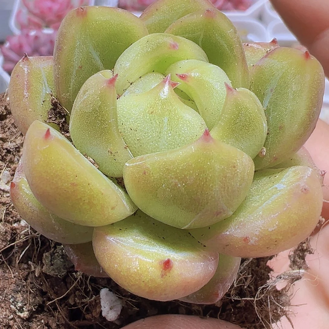 白心绿珍妮19包多肉植物