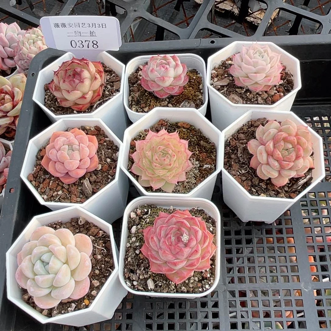 薇薇安园艺多肉0378