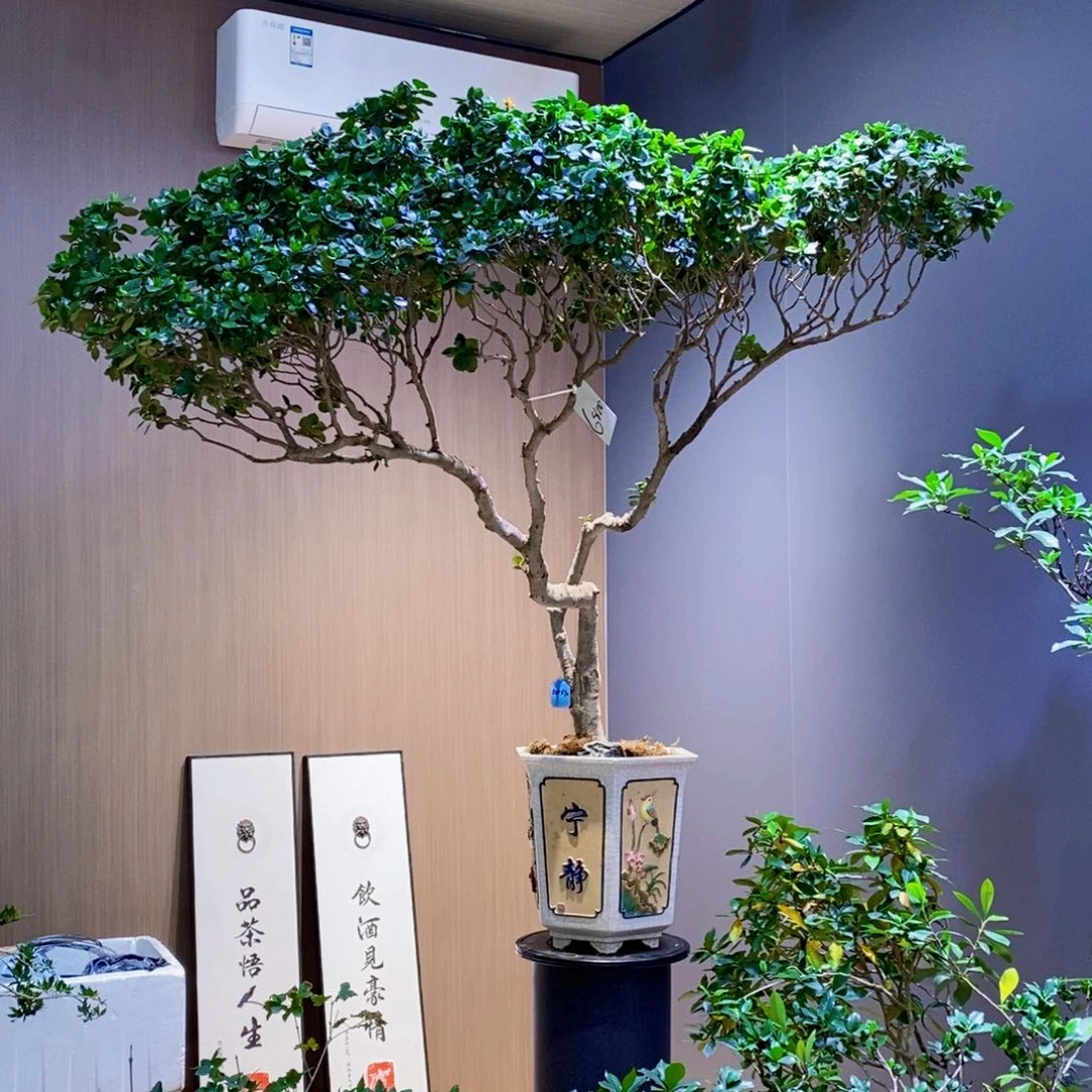 当前无花朵，栽培后可花朵平*