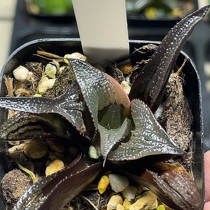 123丸叶芭提雅茜云锦