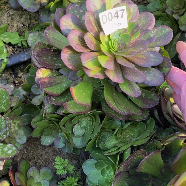 047花月夜多肉法师不包断枝