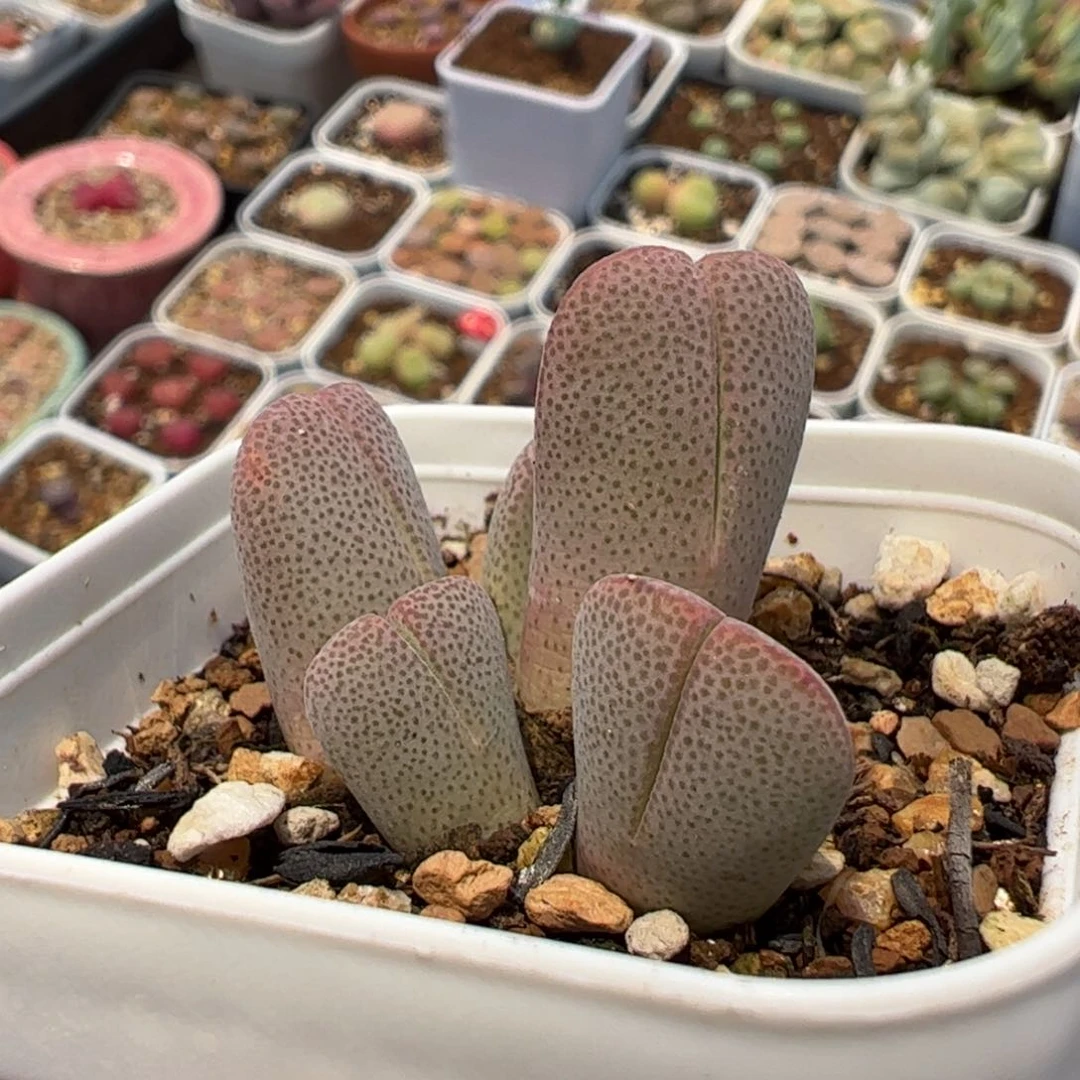 冰***茄082多肉植物百科