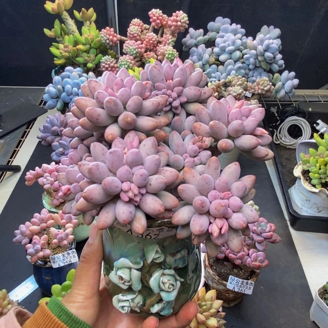 小*柑362婴儿手指多肉10c m