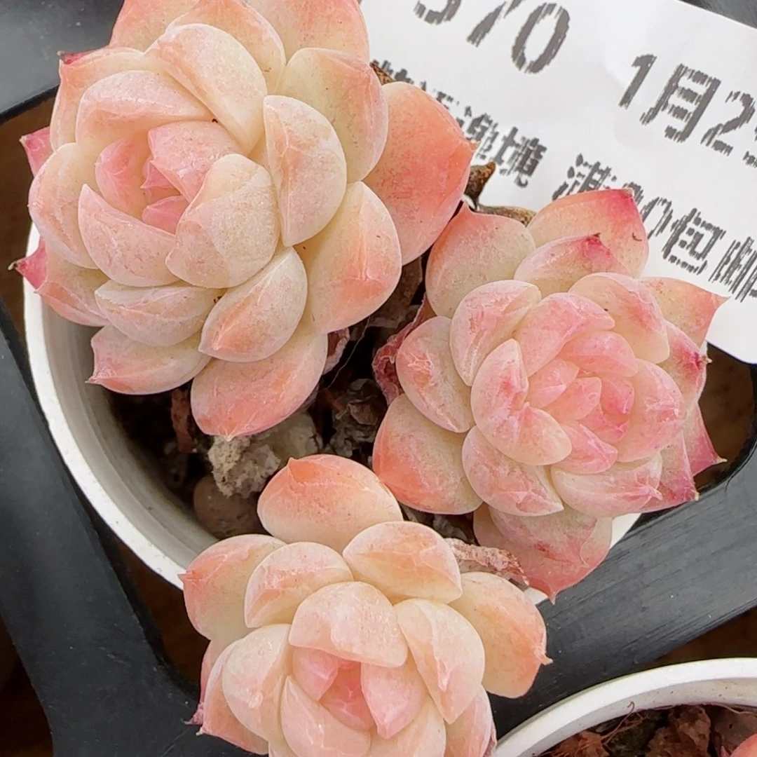 花语逸镜0129-570