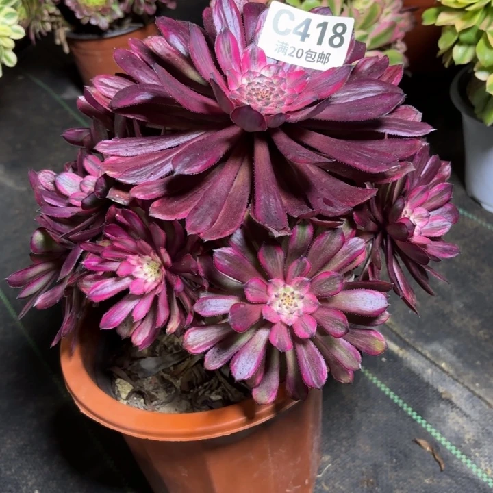 瑞妈一物一拍 418