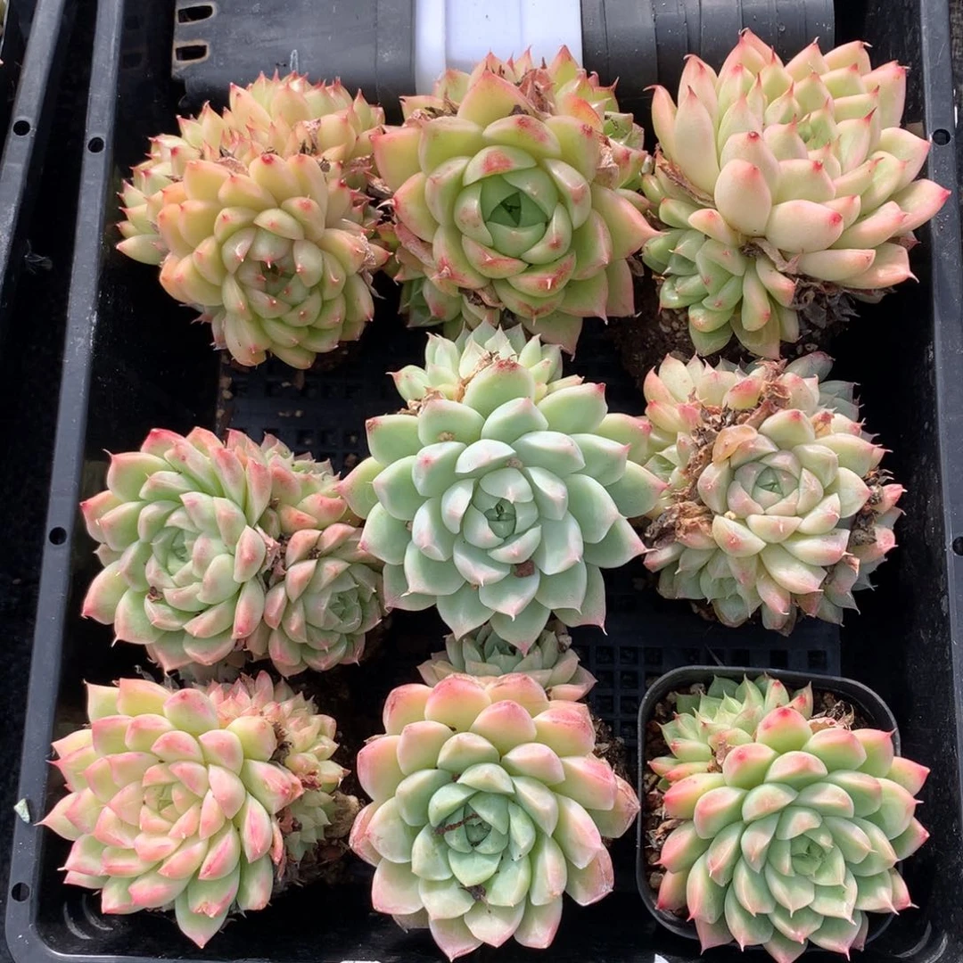 1120-41 套餐一组