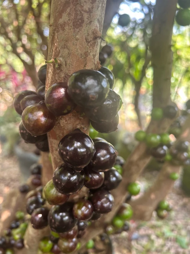 地栽绿植直播间一物一拍广东包邮(沙巴)，不支持直接下单