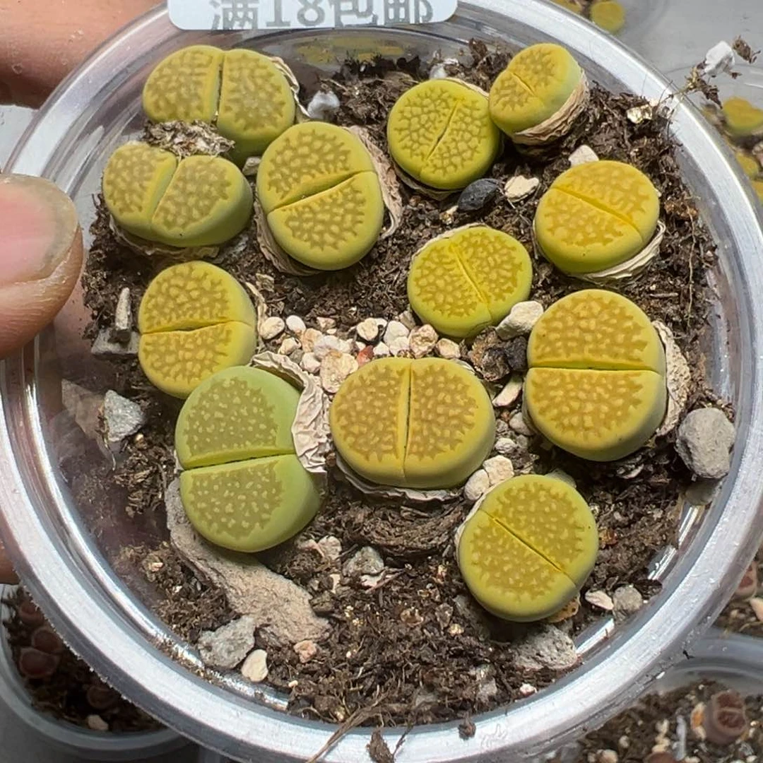 【闪购商品】 1002。