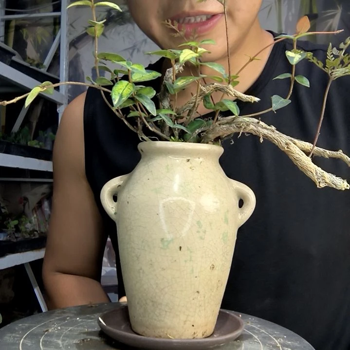 皆****）中青园艺一物一拍179