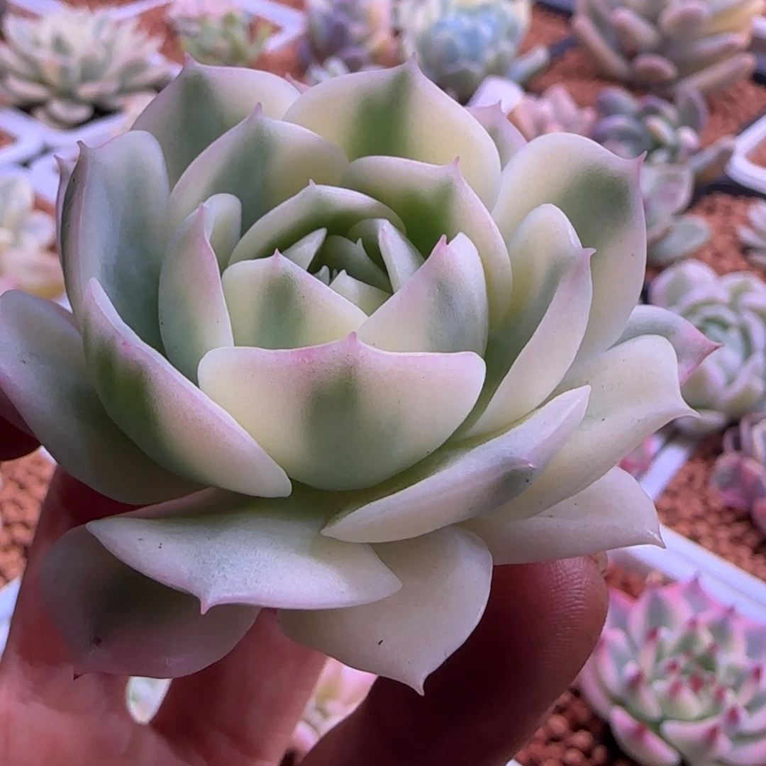 韩水晶锦 多肉植物