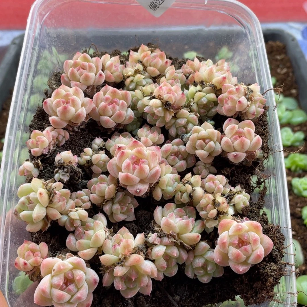 c55糖心一物一拍671…