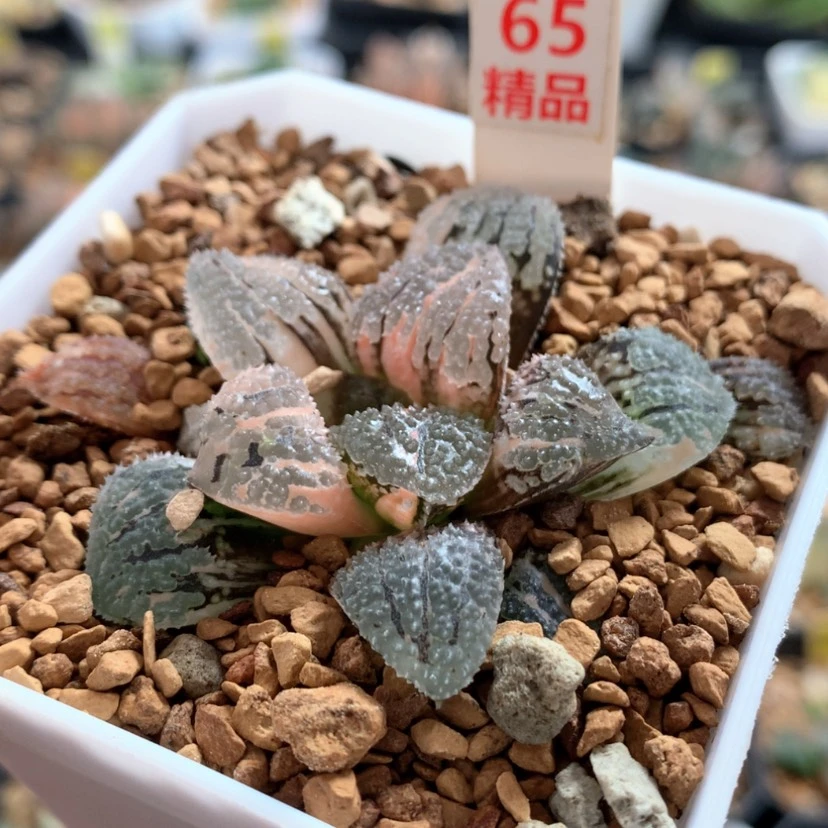 【闪购商品】65具味城