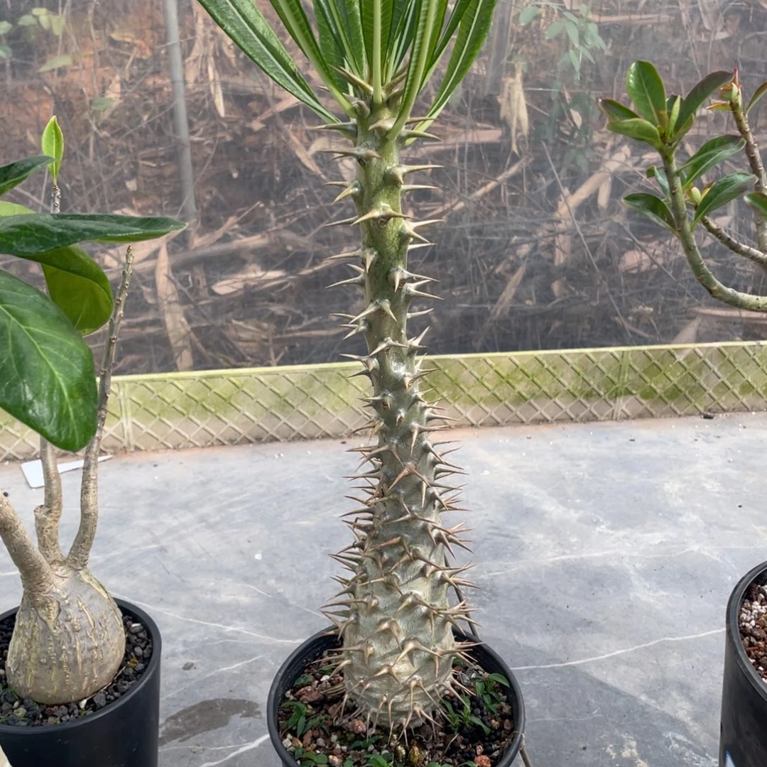 实生，安博棒槌，7公分