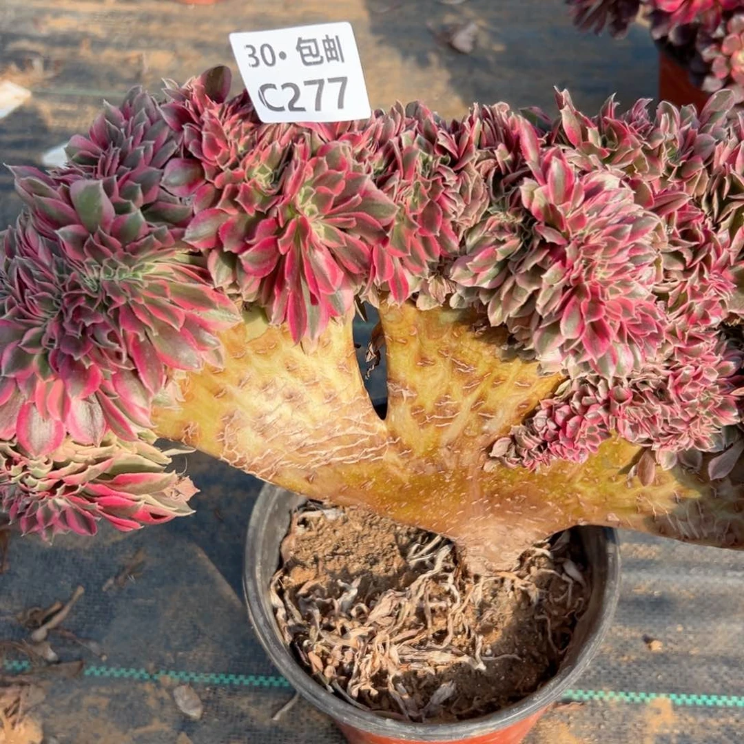 277 女巫缀多肉法师