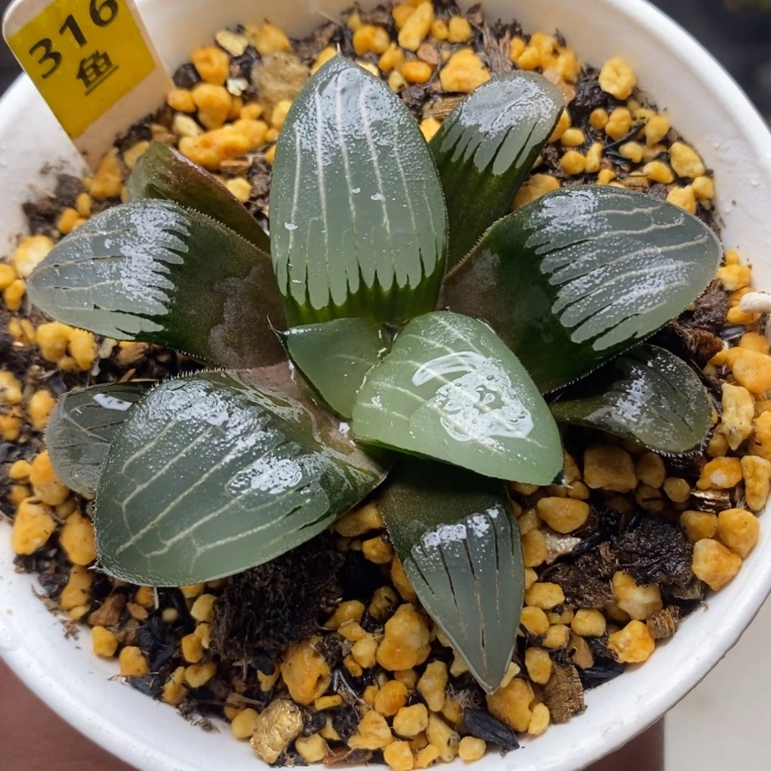 316云间克一物一拍