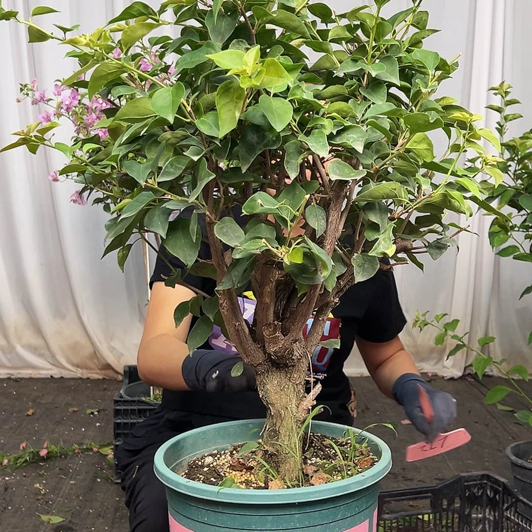 柳***柳当前无花栽培后可以开花L72不甜西瓜