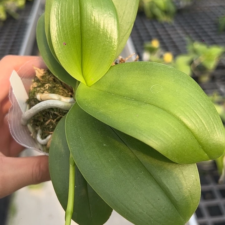 完全开放夏日黑莓