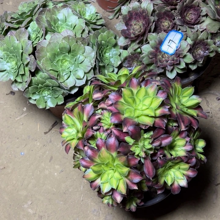 多肉植物三个法师