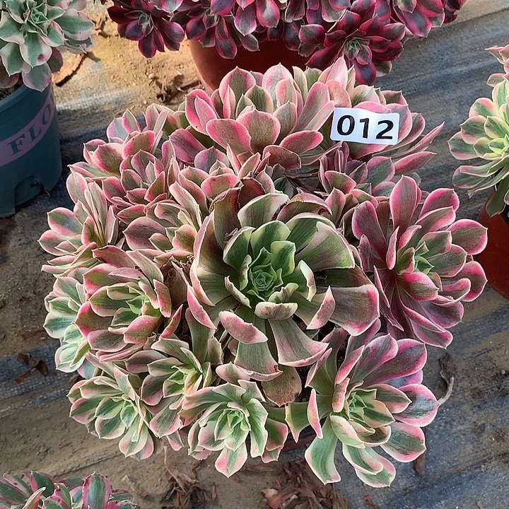 不周正女妖012号的