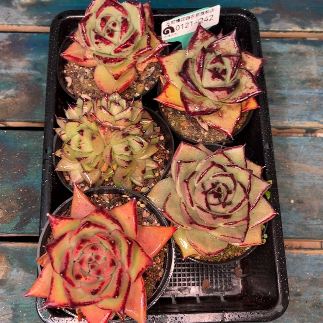 从前慢多肉精选编号0121.242