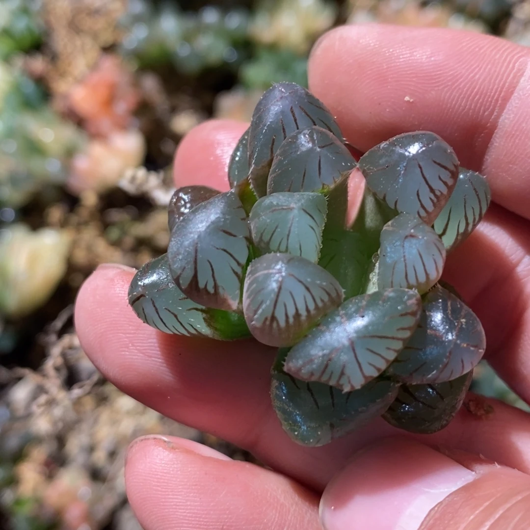 月***事2355 一颗福利。