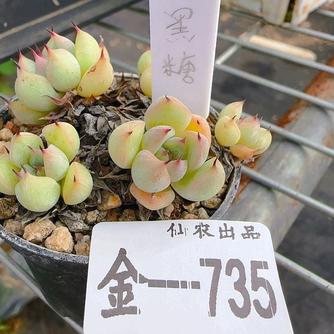 松野黒糖，735，仙农出品