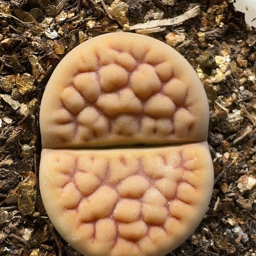 生石花111111。   353
