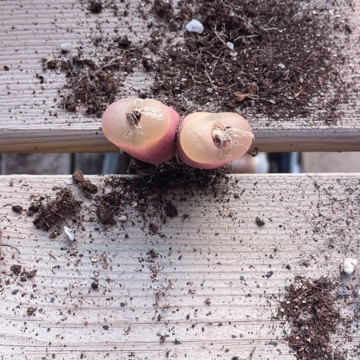 1901。   双头一颗