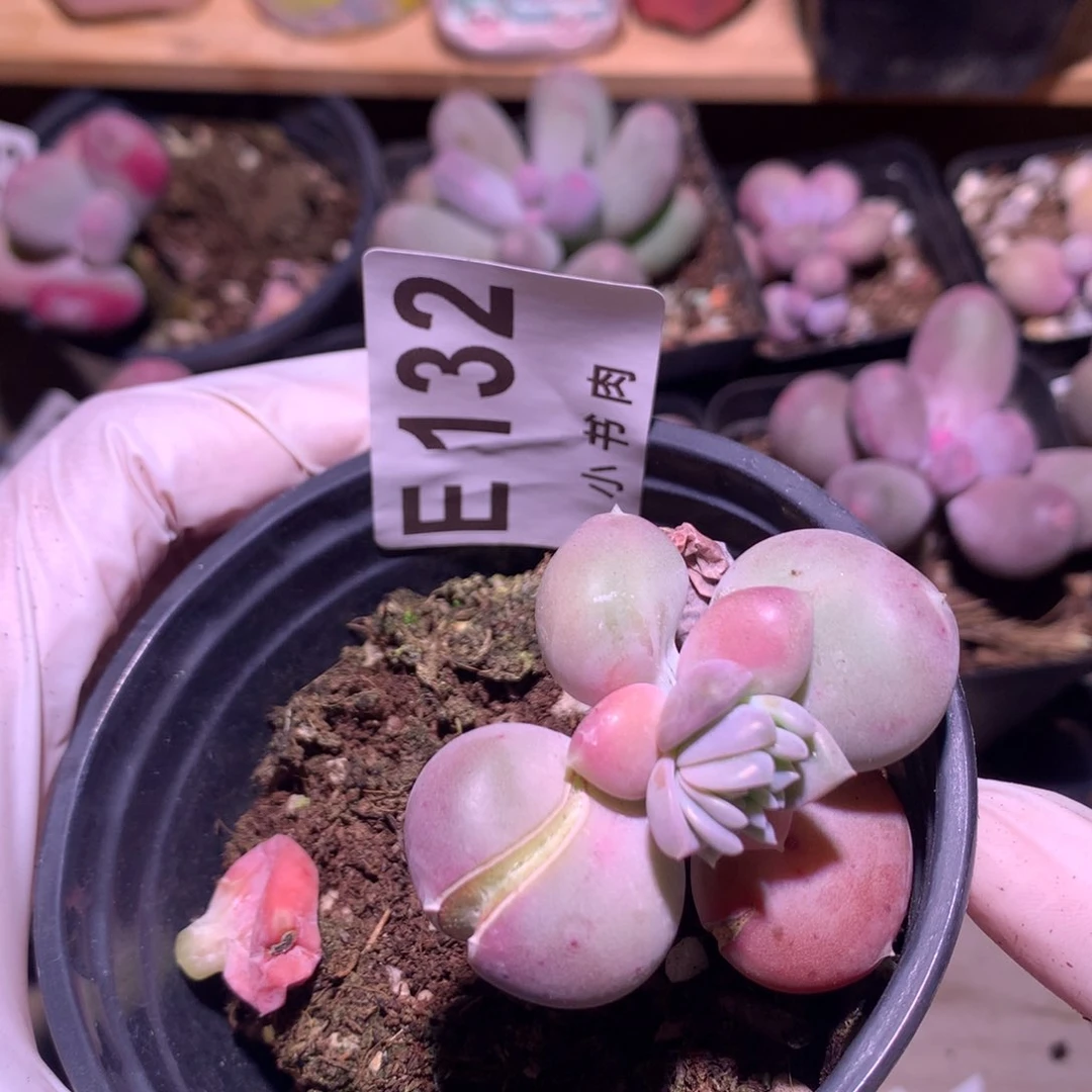 小屁桃奶酪多肉小屁桃