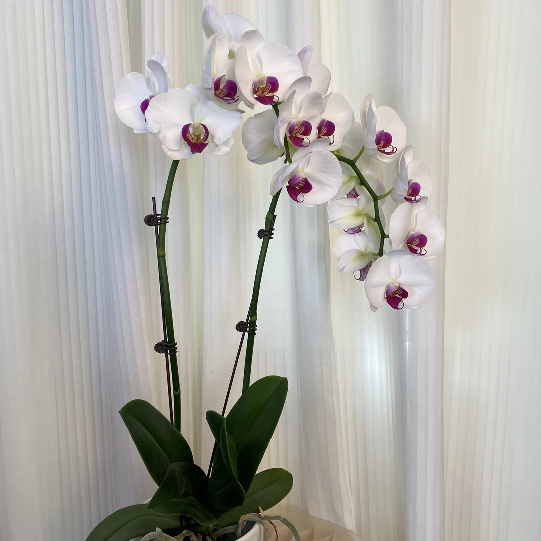 大雪玉 中花型 白花红心 好养耐养耐高温 欧品蝴蝶兰 基地直发