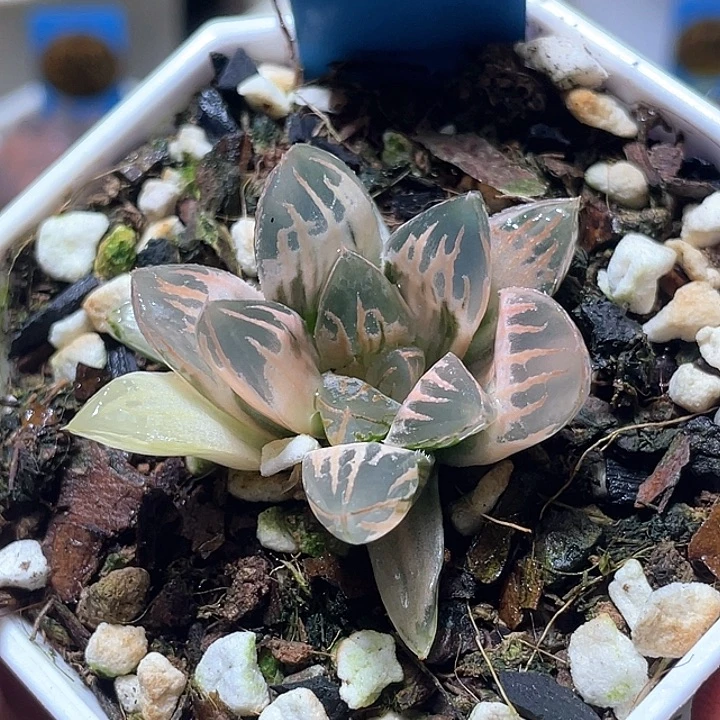 682粉白糊斑花水晶锦