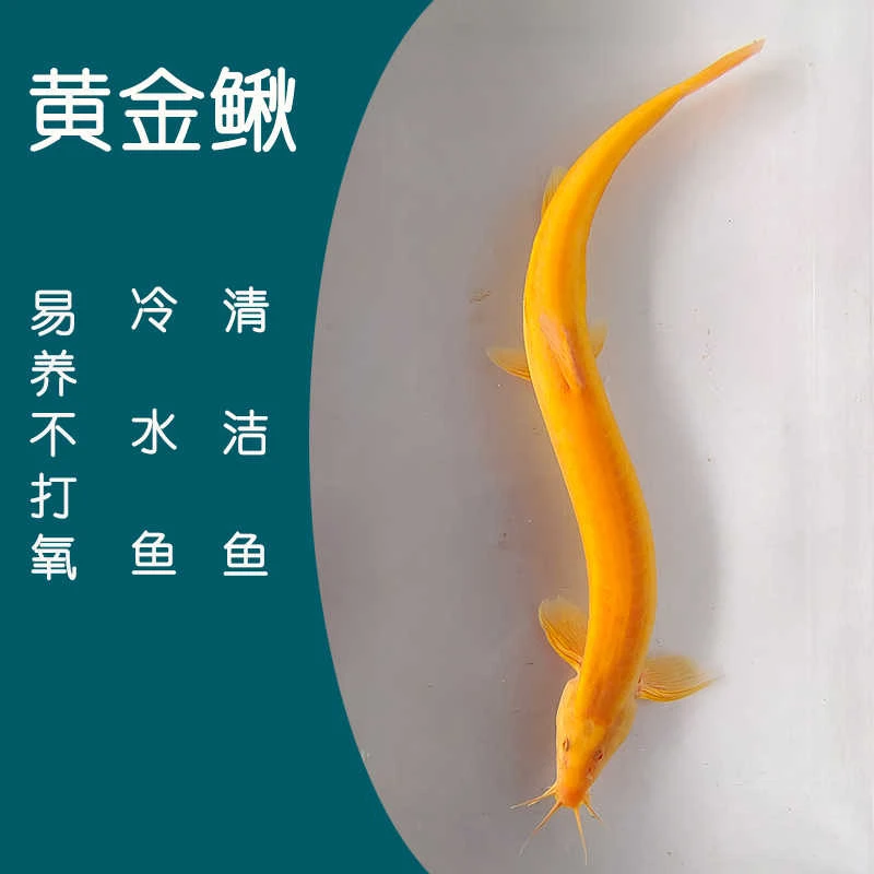 【观赏鱼】冷水黄金泥鳅苗金色清洁鱼工具鱼清道夫好养耐活新练手