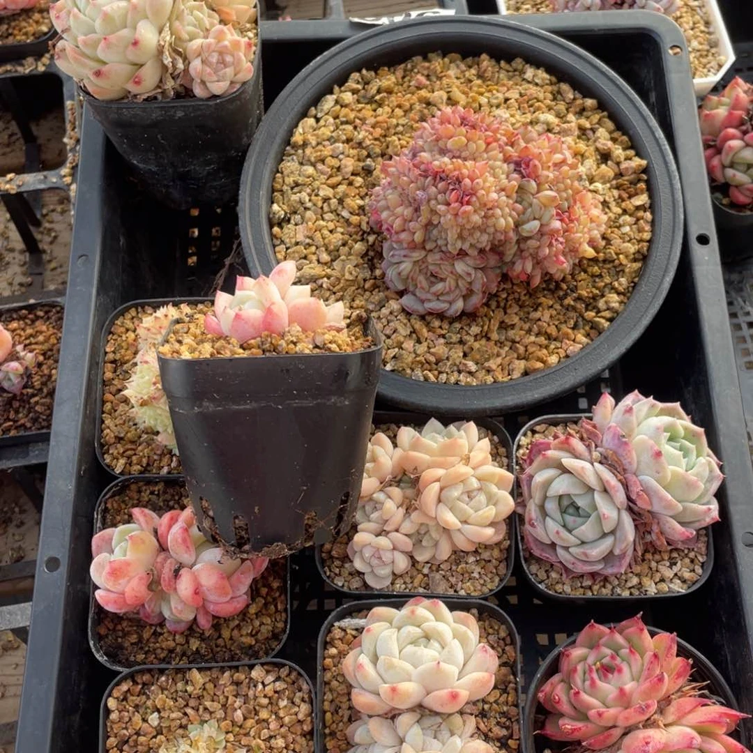 多肉植物十个精品组806