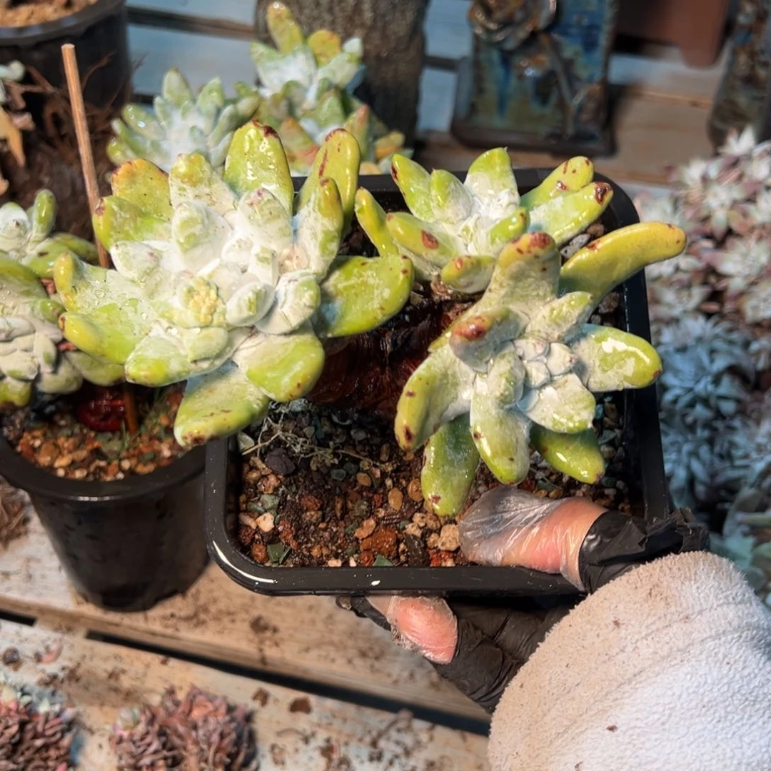 067哈哈哈哈哈哈哈哈