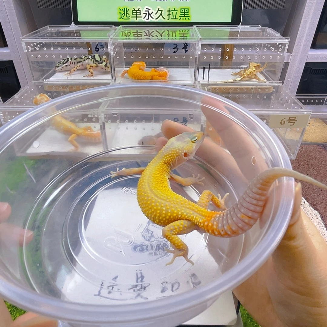 豹纹守宫守宫好看迷人可爱