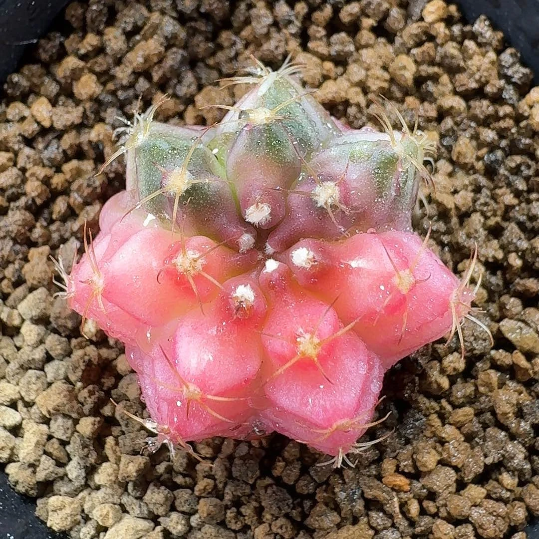 百***条米哈实生自然锦256