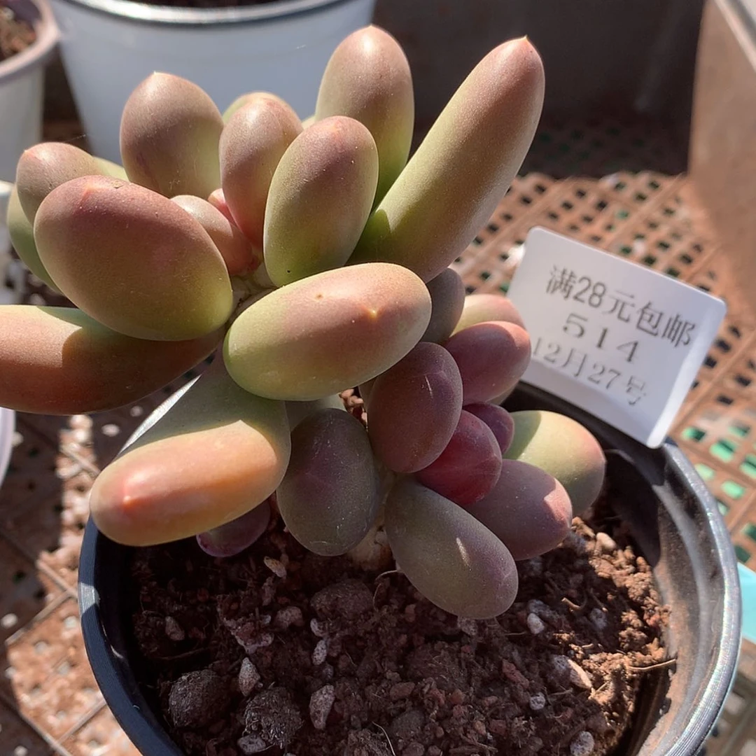 【闪购商品】云514号芒果奶10厘米