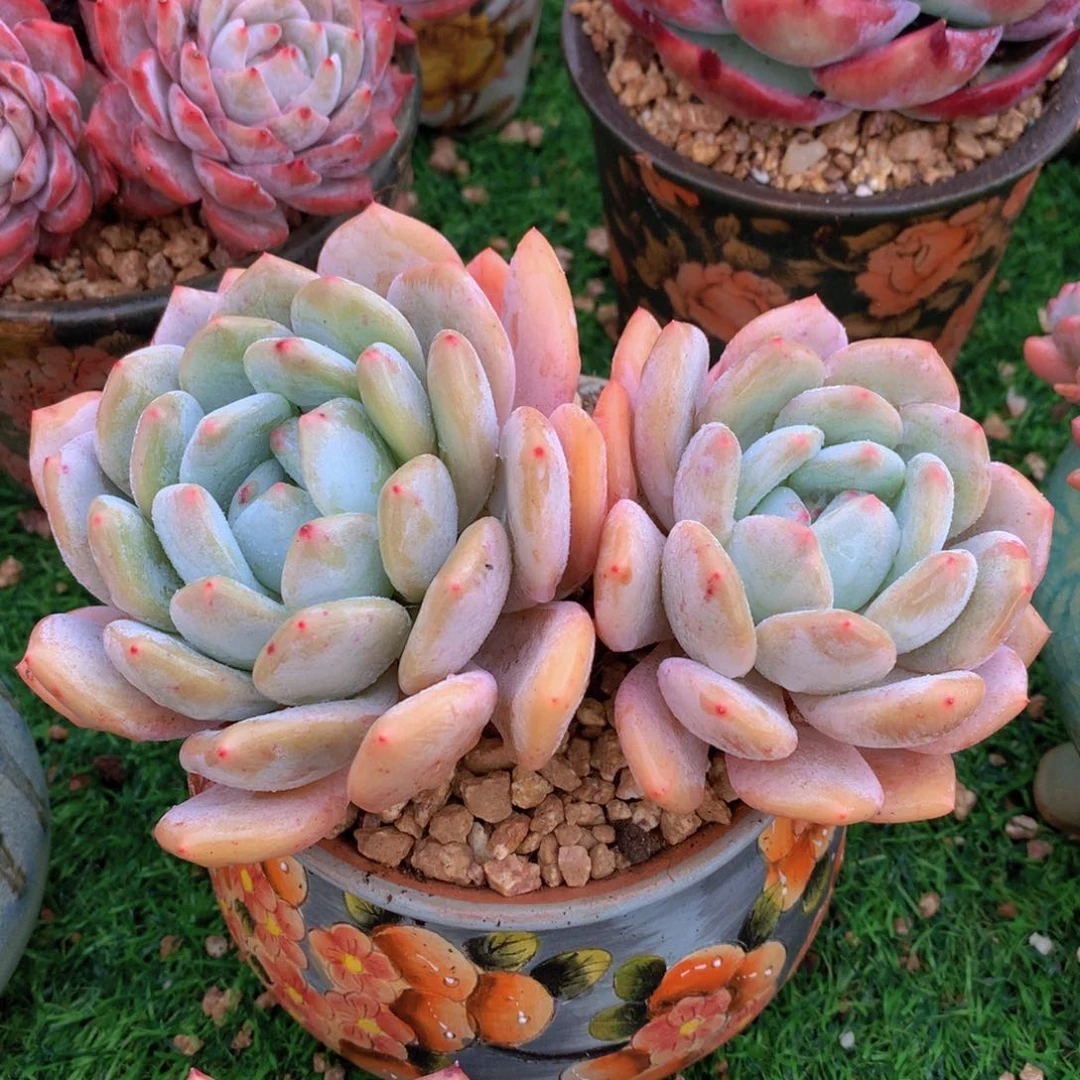 香橙16 公分一物一拍