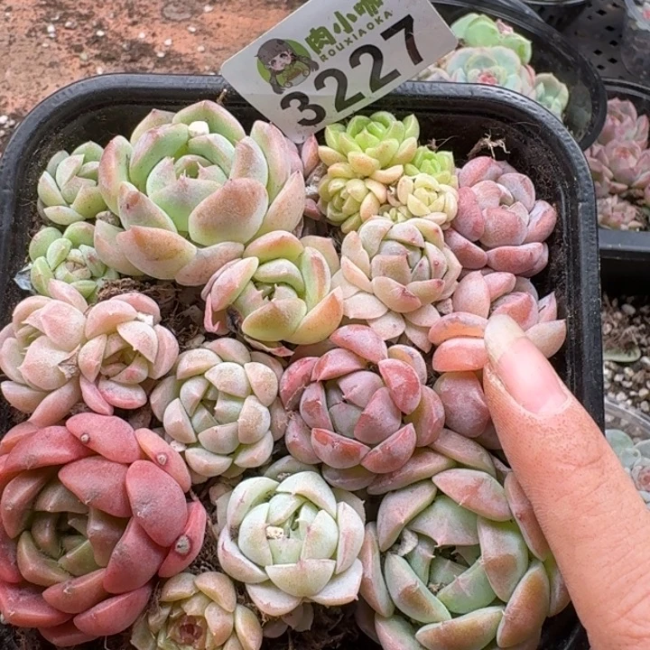 多肉植物多肉植物