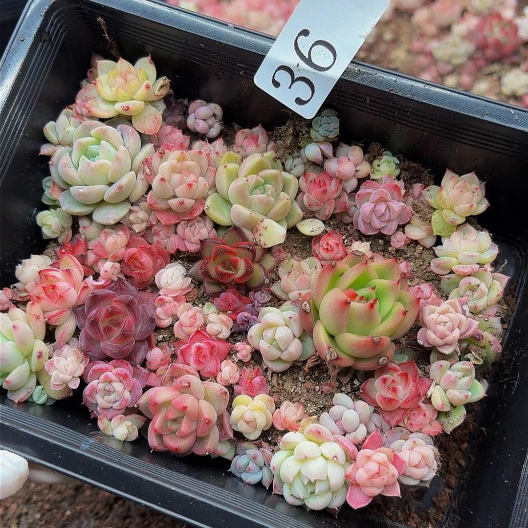 .*多肉植物多肉植物36