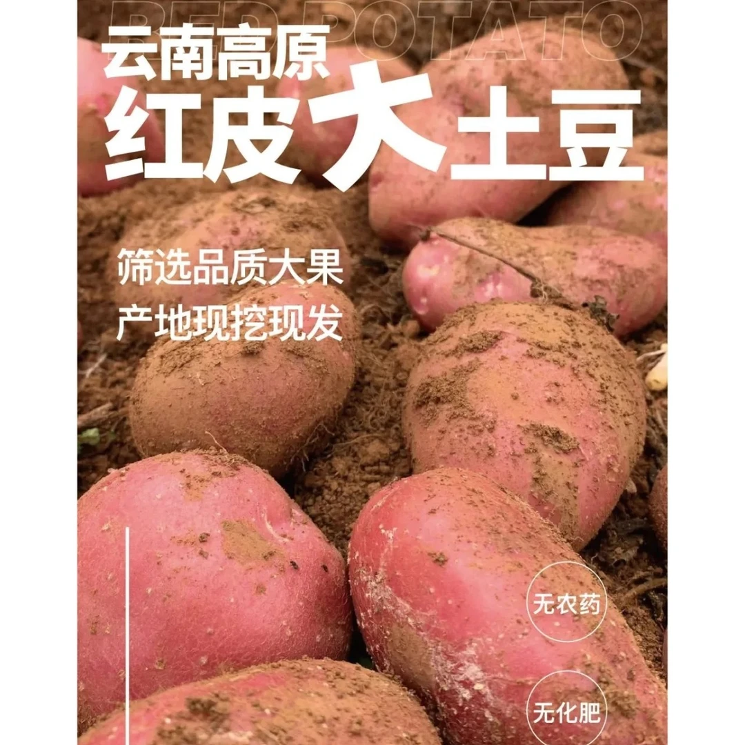 云南高原现挖现发农家肥-红皮黄心土豆，露天种植，源头直发！