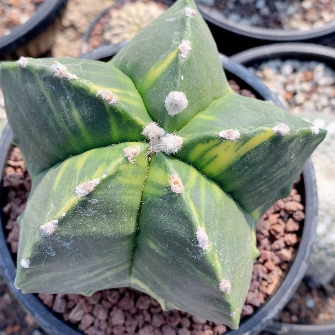 漂***美仙人球实生鸾凤玉锦带盆微暇