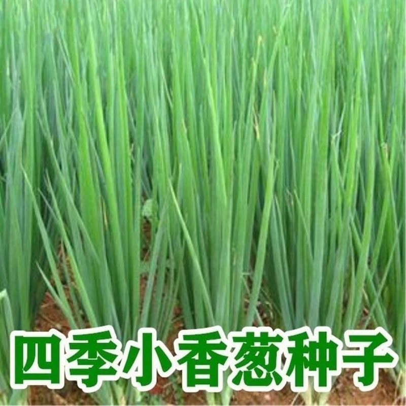 四季小香葱种子春夏秋冬季播种阳台室内盆栽田园蔬菜种子大全lz