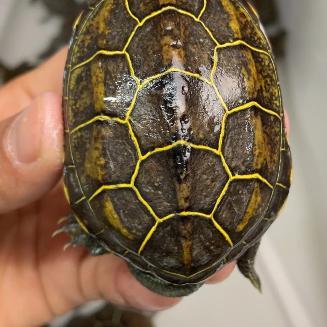 中华草龟不分公母