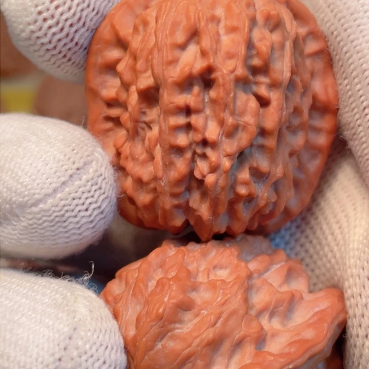 核桃野生无名气死莲花