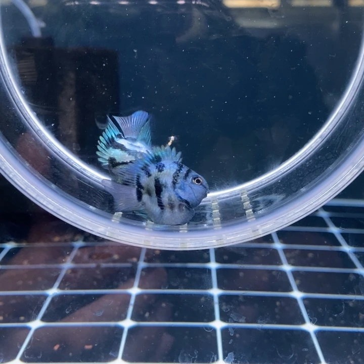 鹦鹉鱼同窝超短娃娃脸宝蓝一对