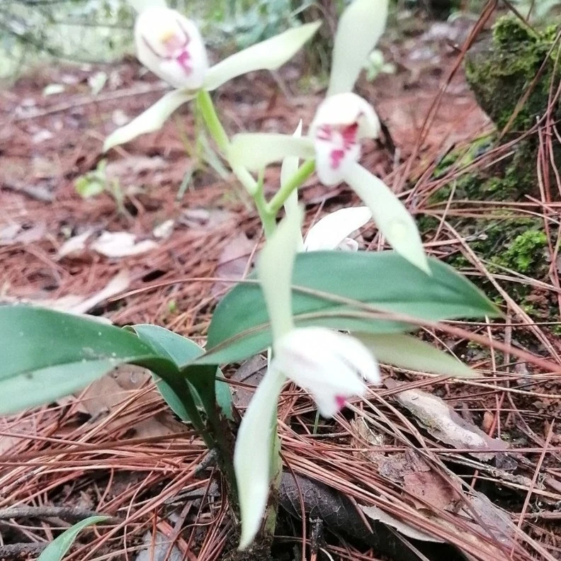 云南高山磨砂兔耳兰（一物一拍）