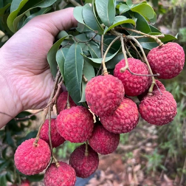 【京东空运】广西灵山仙进奉荔枝岭南荔枝广西灵山荔枝鲜甜现摘