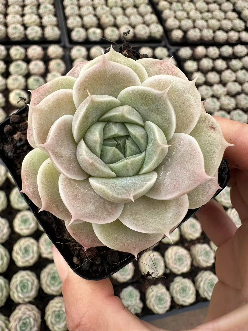 7#贝克汉姆多肉植物 前男友精品多肉 SM1477