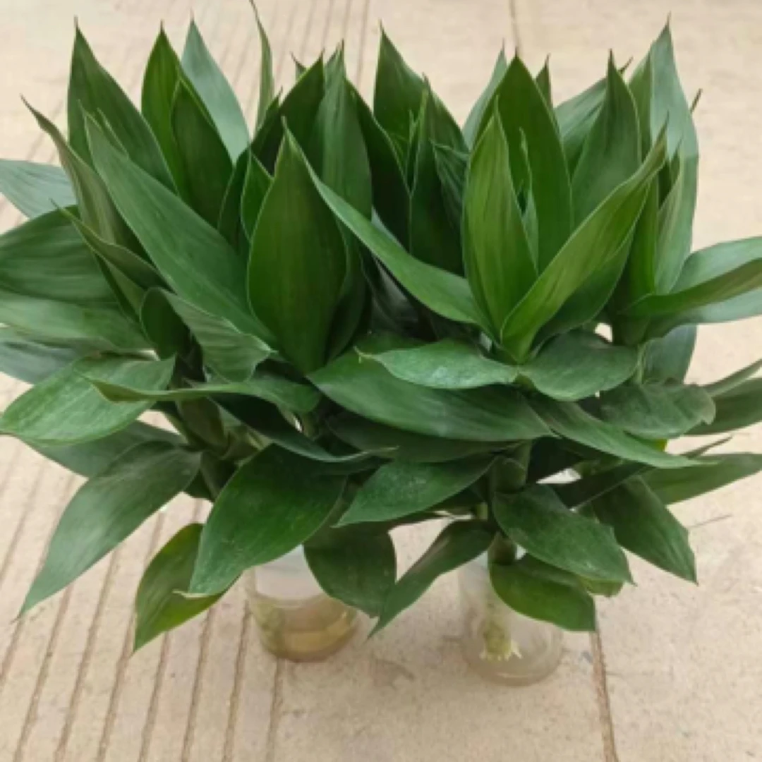 水竹，又名万年青，一年四季长青，绿植，水培